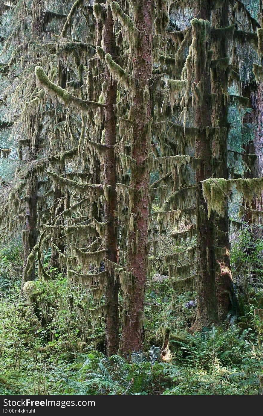 Sitka Spruce Forest