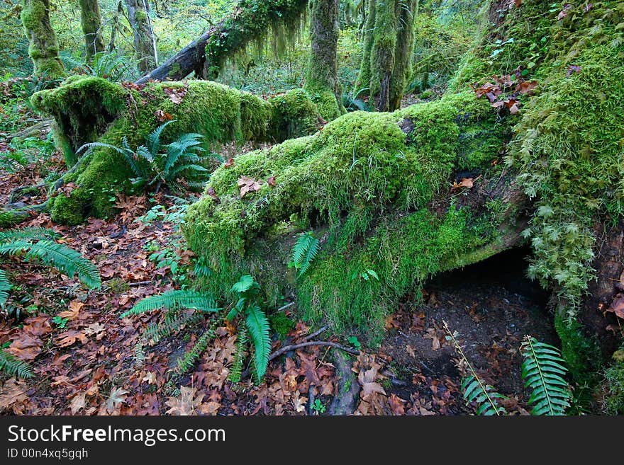 Moss covered trees in temperate rainforest, pacific northwest