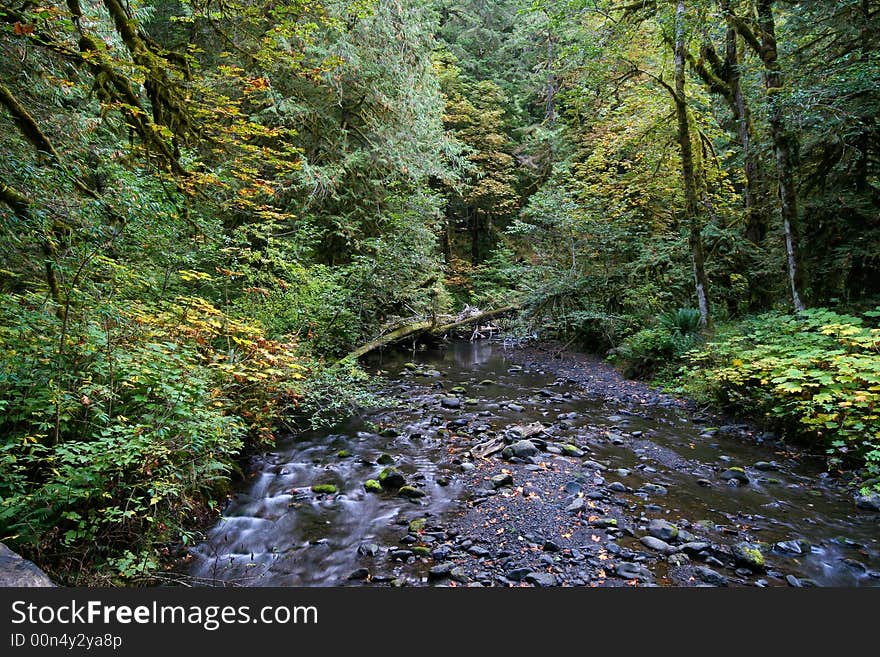 Forest Stream