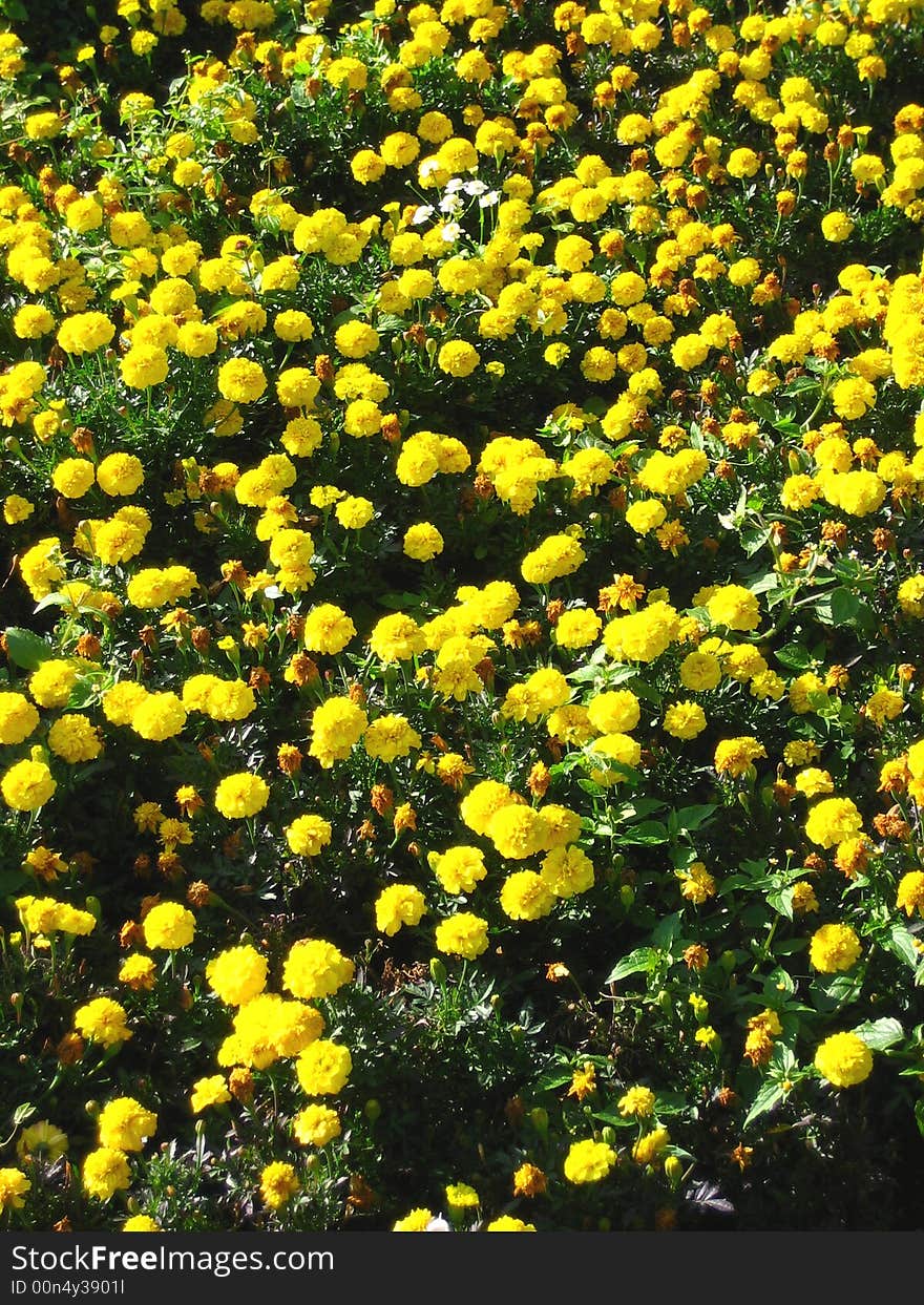 Yellow Carnations Flowers