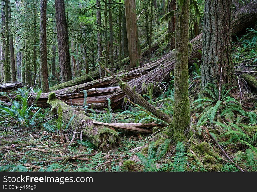 Natural Wild Forest