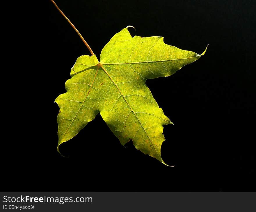 Green maple leaf