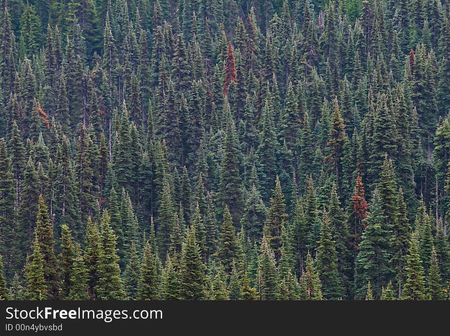 Subalpine fir forest on mountain slopes in Olympic National Park