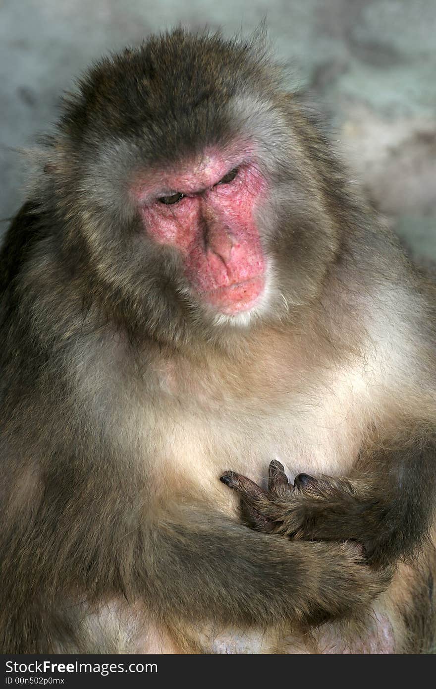 Old male ape with serious facial expression