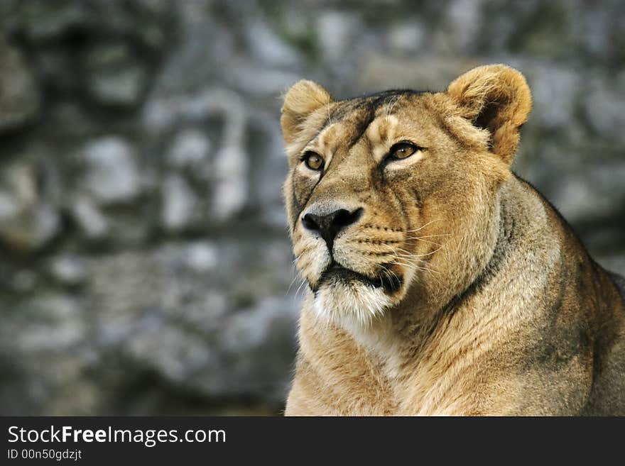 Portrait of the young lioness with supercilious glance