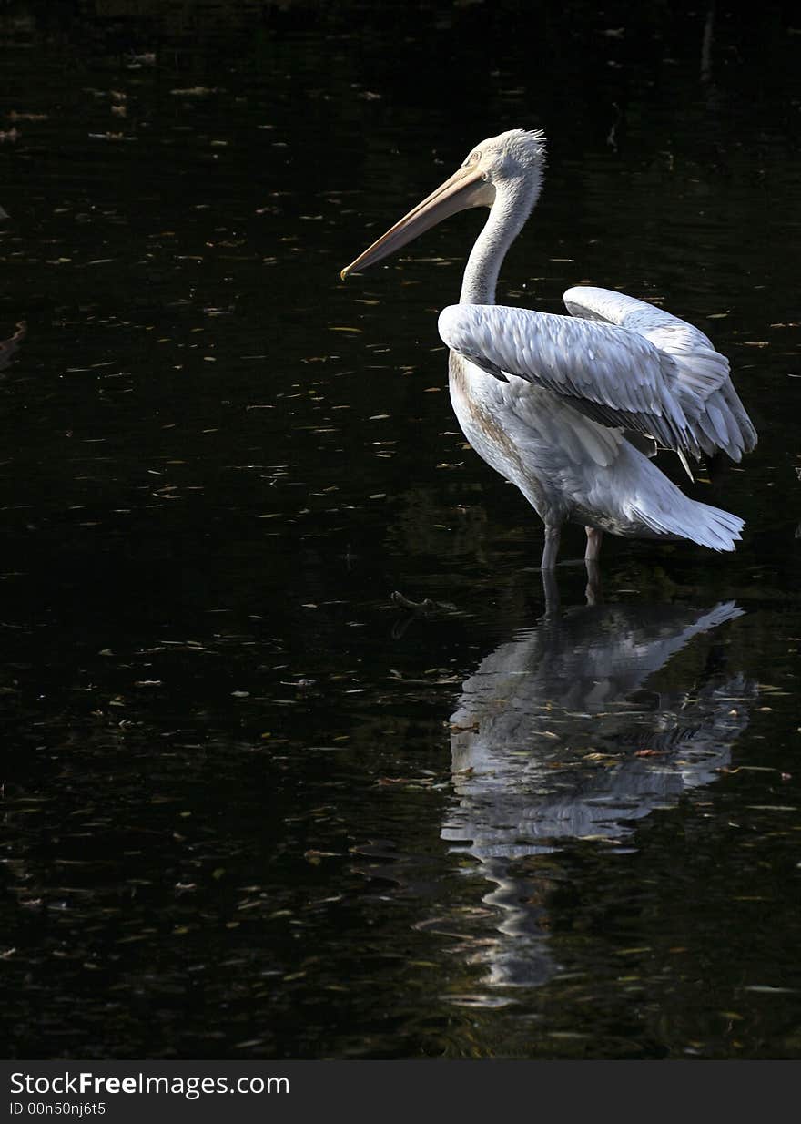 Young pelican stands in water in pond of the zoo