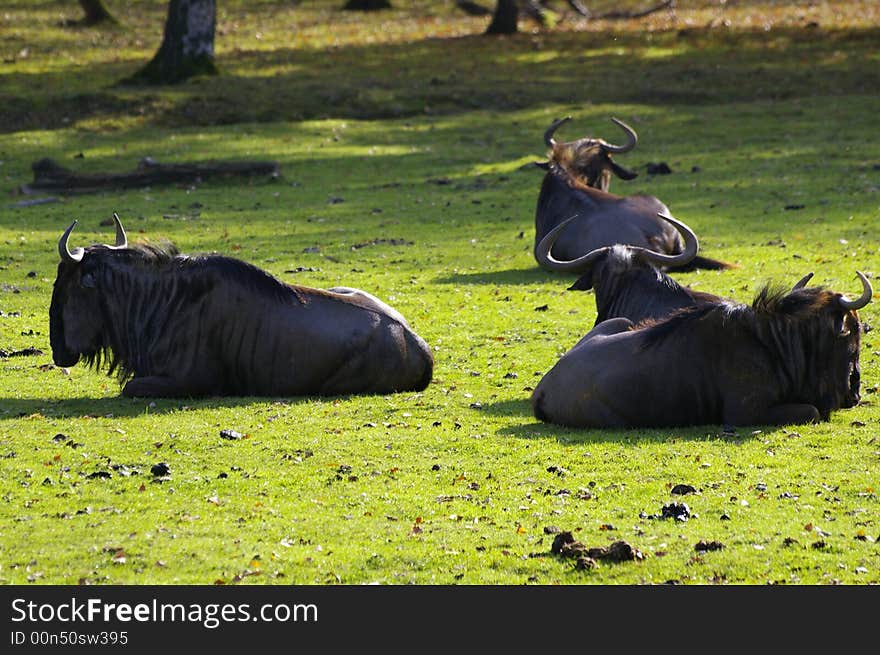 Three gnus