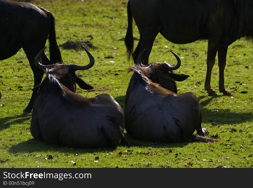 These two gnus seem like twins and the symetric effect is funny. These two gnus seem like twins and the symetric effect is funny.