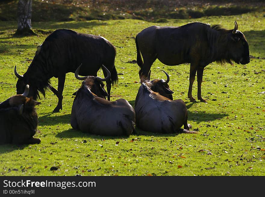 These two gnus seem like twins and the symetric effect is funny. These two gnus seem like twins and the symetric effect is funny.