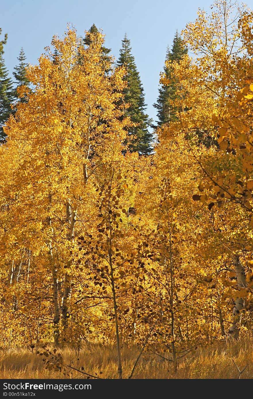 Shady Aspen Grove