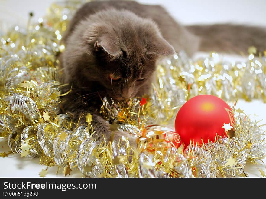 A gray kitten playing in golden and silver glittering strings with Christmas decoration pieces. A gray kitten playing in golden and silver glittering strings with Christmas decoration pieces.