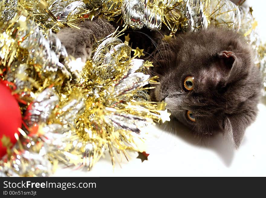 A gray kitten playing in golden and silver glittering strings with Christmas decoration pieces. A gray kitten playing in golden and silver glittering strings with Christmas decoration pieces.