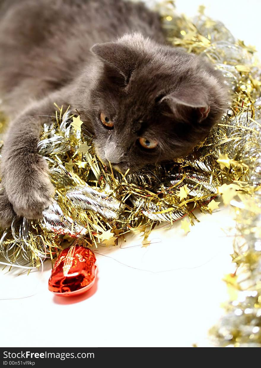 A gray kitten playing in golden and silver glittering strings with Christmas decoration pieces. A gray kitten playing in golden and silver glittering strings with Christmas decoration pieces.