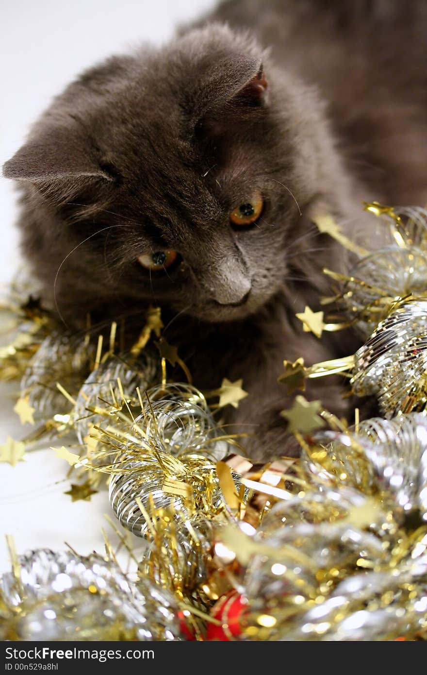 A gray kitten playing in golden and silver glittering strings with Christmas decoration pieces. A gray kitten playing in golden and silver glittering strings with Christmas decoration pieces.