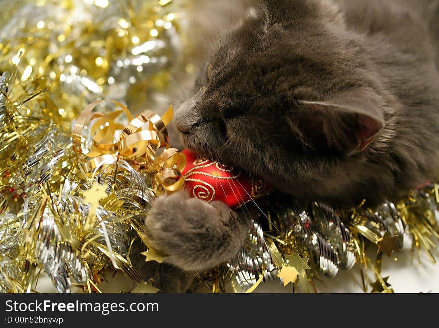 A gray kitten playing in golden and silver glittering strings with Christmas decoration pieces. A gray kitten playing in golden and silver glittering strings with Christmas decoration pieces.