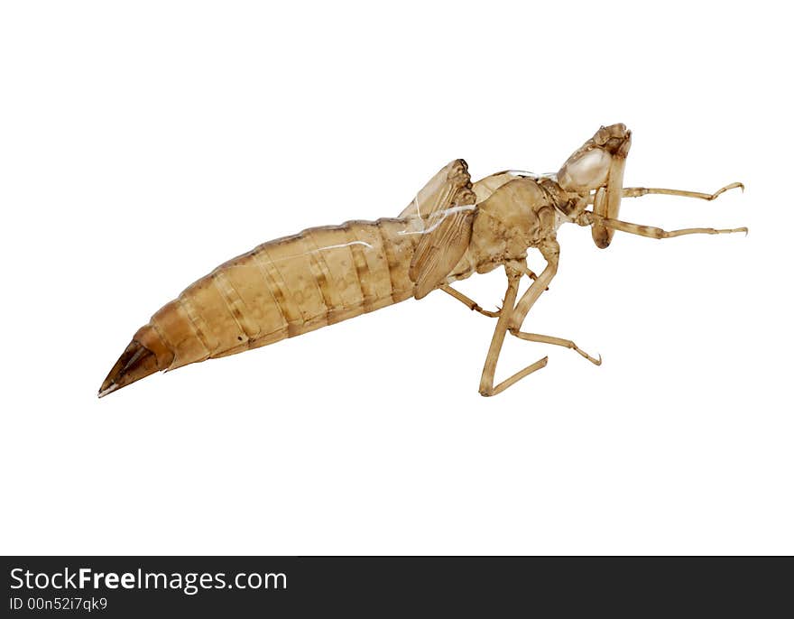 This is the shell of dragonfly, isolated white background, with clipping path