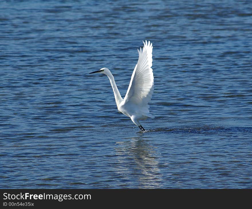 Great White Heron