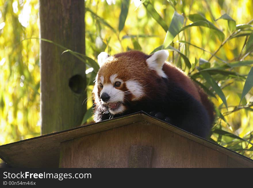 Red and afraid panda on the roof of a little frame house. Red and afraid panda on the roof of a little frame house