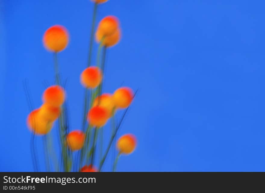 A bunch of orange flowers on a blue background. A bunch of orange flowers on a blue background