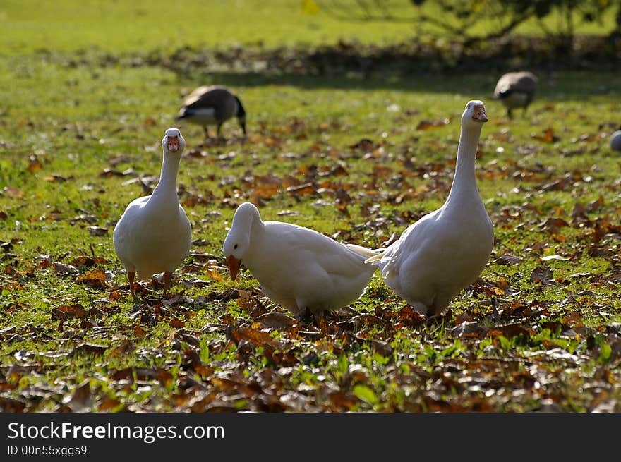 Group of three wild gooses