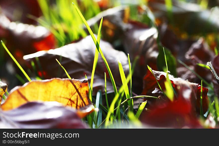 Autumn Leaves on the ground, with shallow depth of field. Focus on the grass.