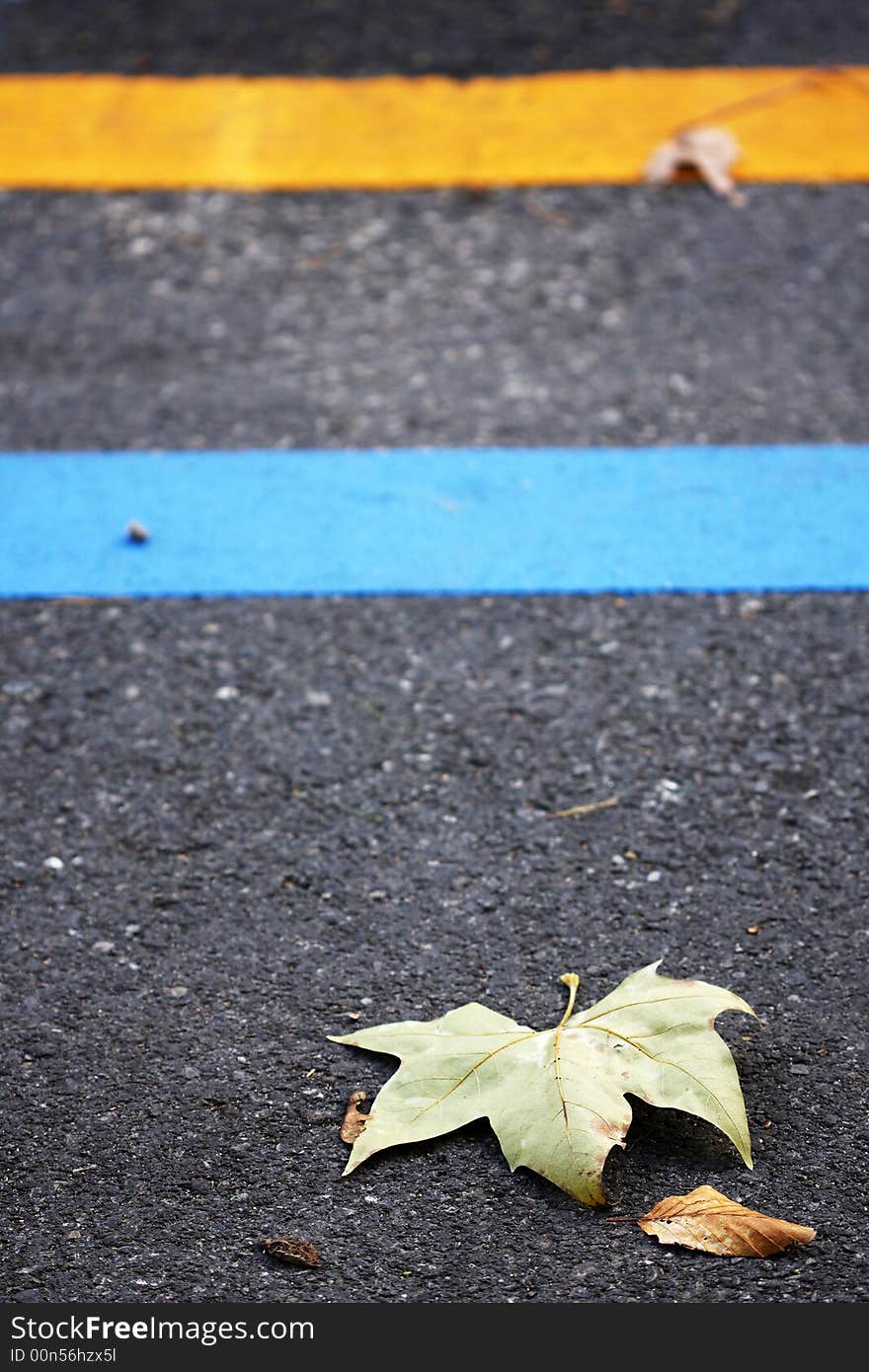 Dried leaves on the road signifying autumn or fall. Focus on the Leaf.