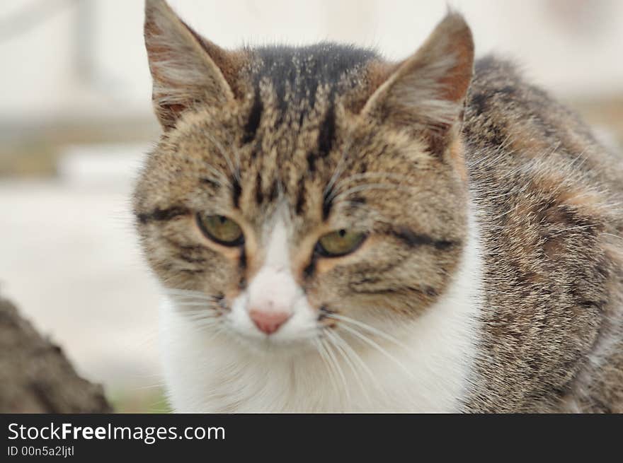 Cat on a tree