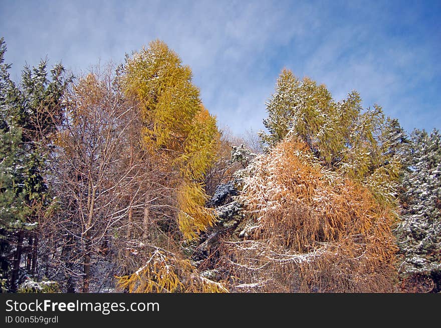 First Snow