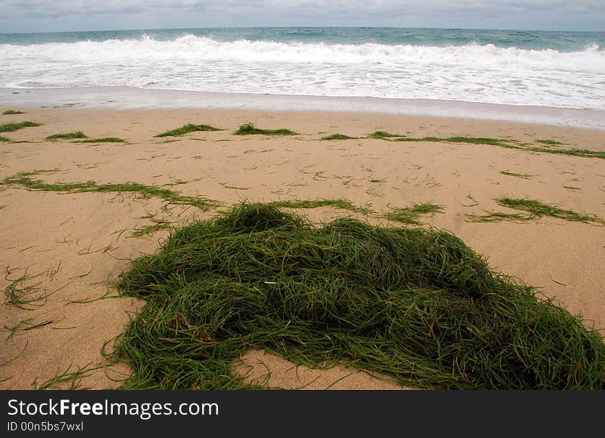 Sea Grass on Beach in the Caribbean