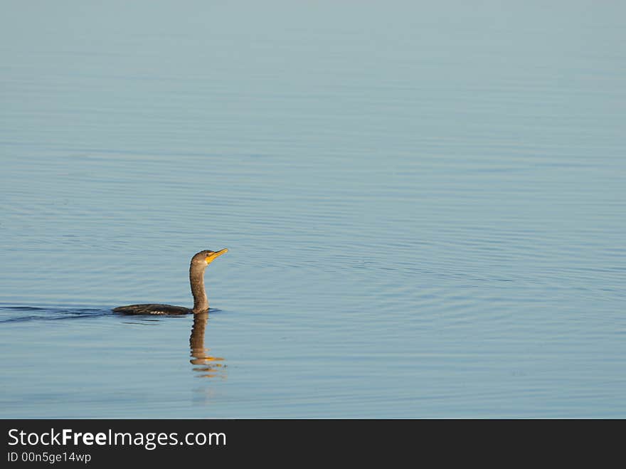 Swimming Cormorant