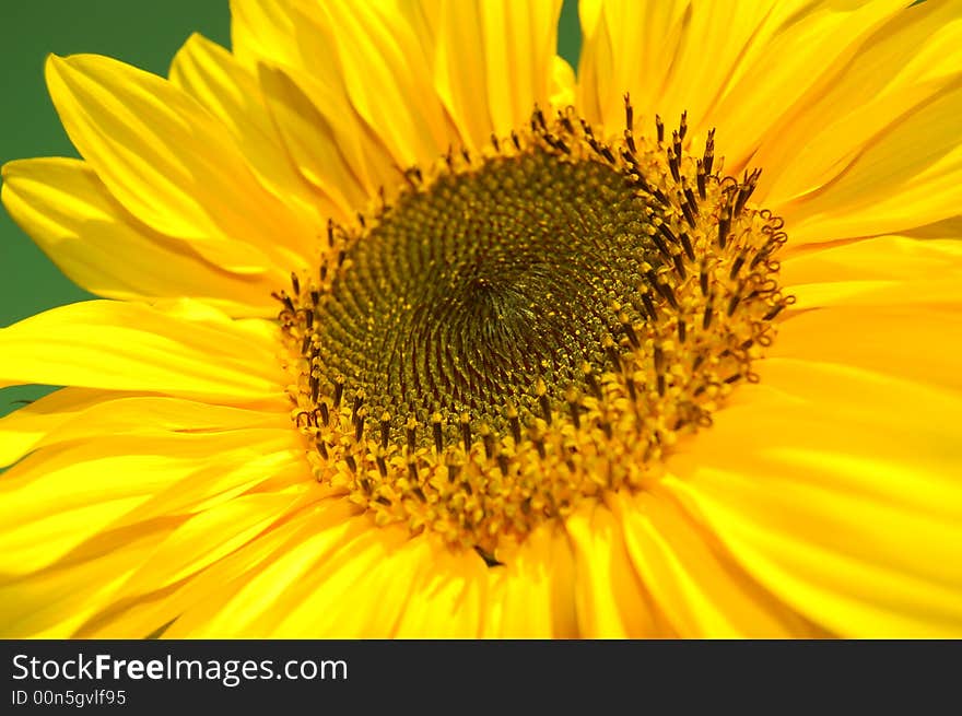 Sunflower against a green background