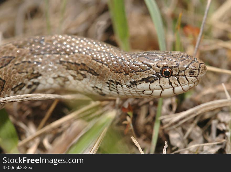 A macro photograph of a prairie kingsnake head.