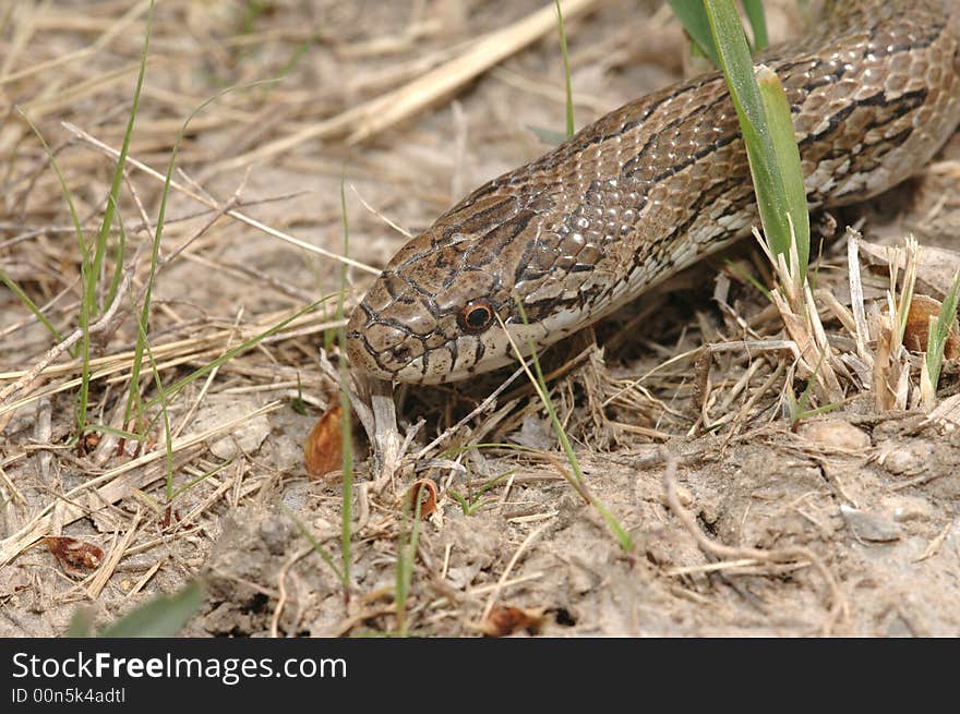 A prairie kingsnake crawling in it's natural grassland habitat. A prairie kingsnake crawling in it's natural grassland habitat.