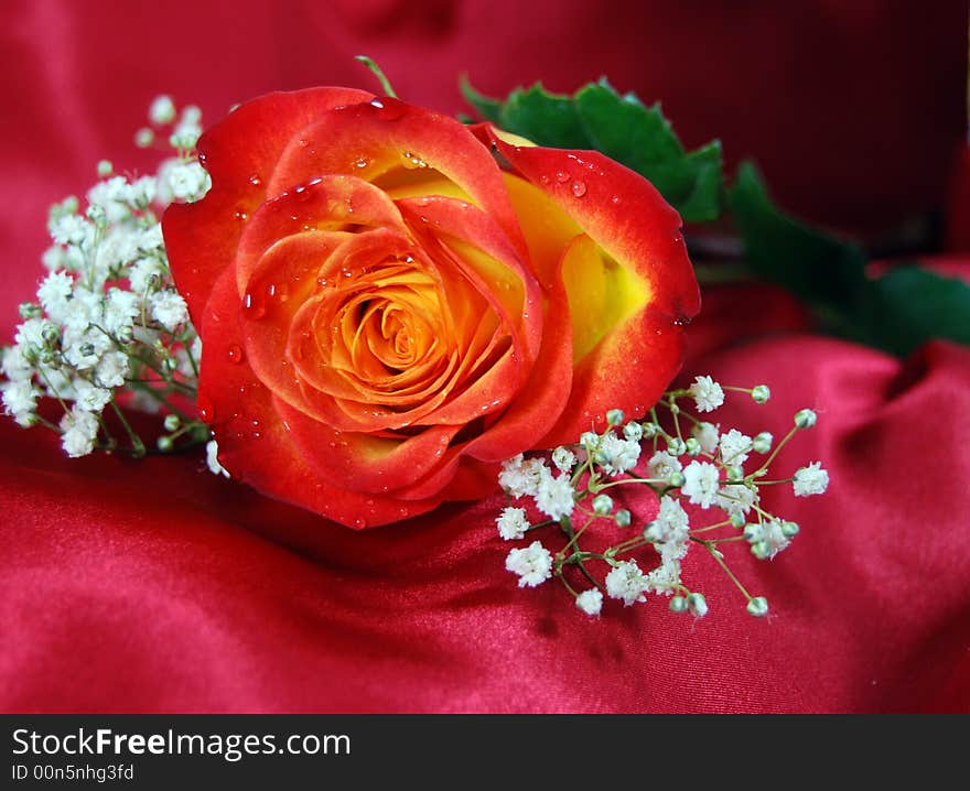 Red and yellow rose with water droplets on petals. Red and yellow rose with water droplets on petals.