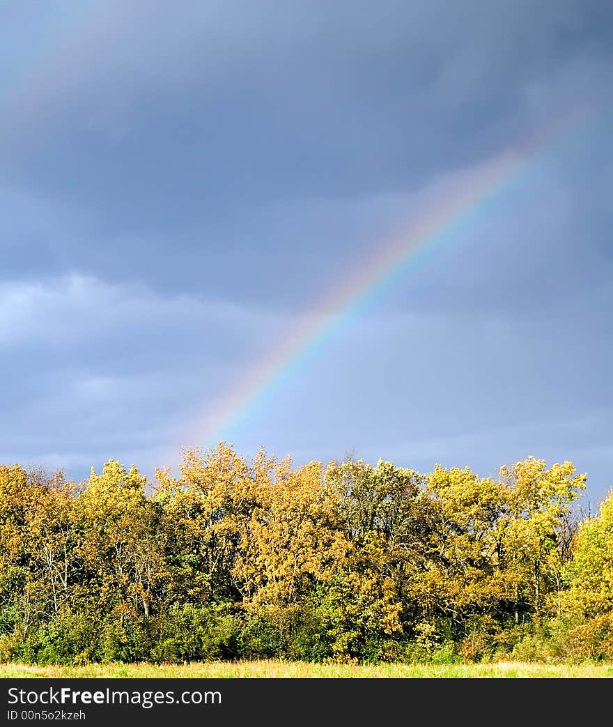 A rainbow ending in a field of golden fall trees. A rainbow ending in a field of golden fall trees