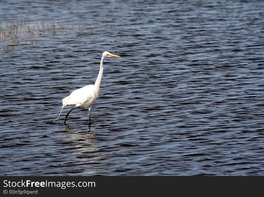 A great white egret walking through water at Merritt Island National Wildlife Refuge in Florida