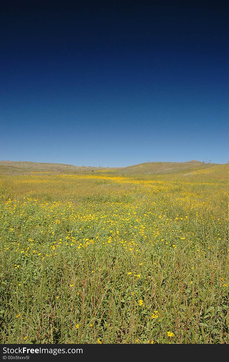 Arizona Wildflowers