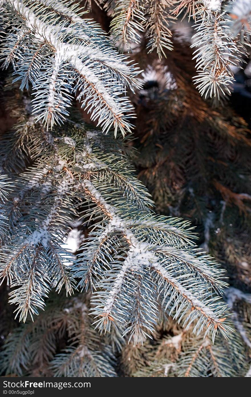 Branch of firtree in winter sun day. Branch of firtree in winter sun day