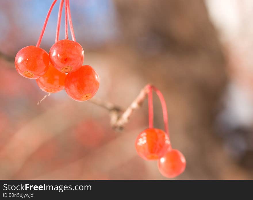 Old red berry at frozen day