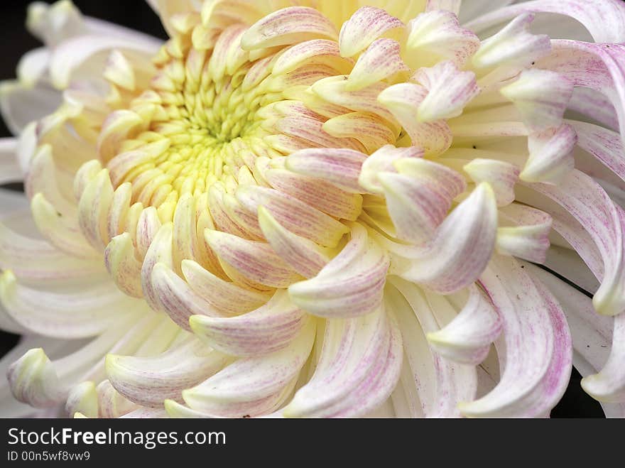 white chinese chrysanthemum