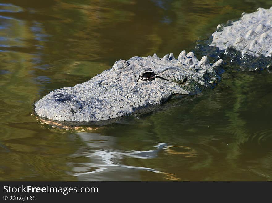 Alligator in a park in Florida State