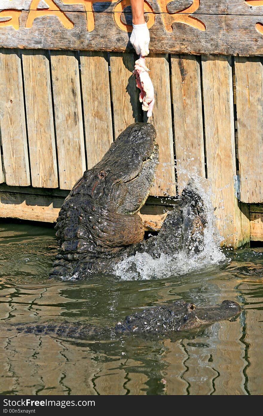 Alligator in a park