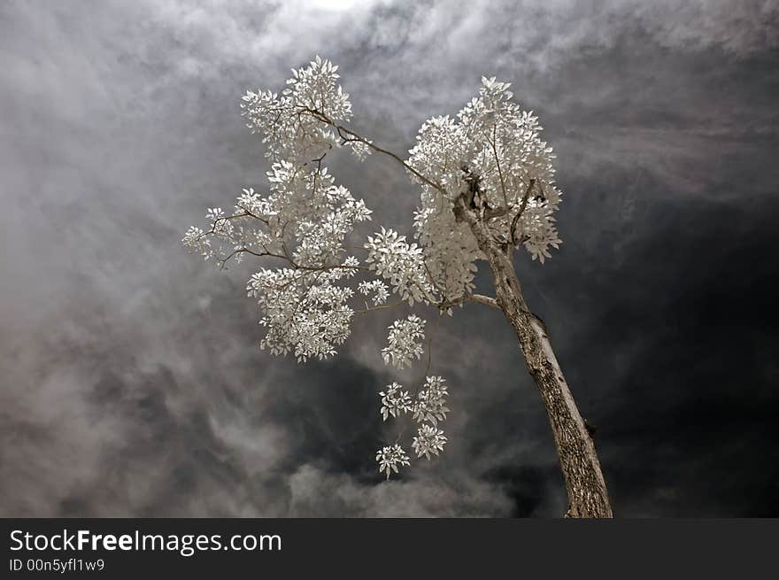 Infrared photo – tree, skies and plant in the parks