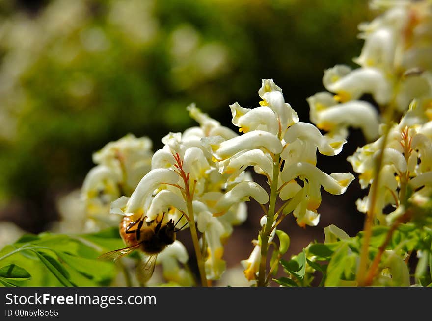 Bee gathering pollen