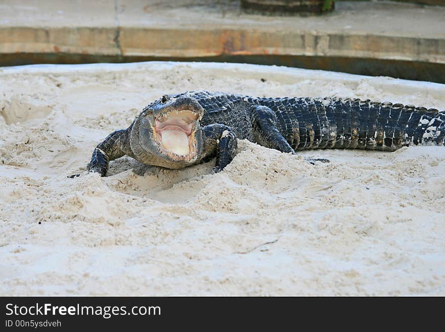 Alligator in a park in Florida State