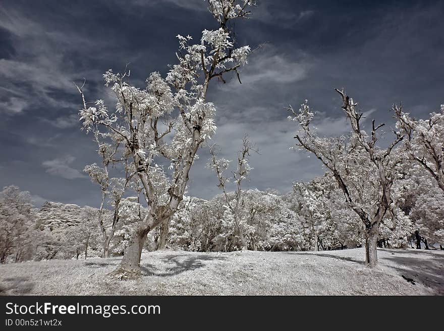 Infrared photo