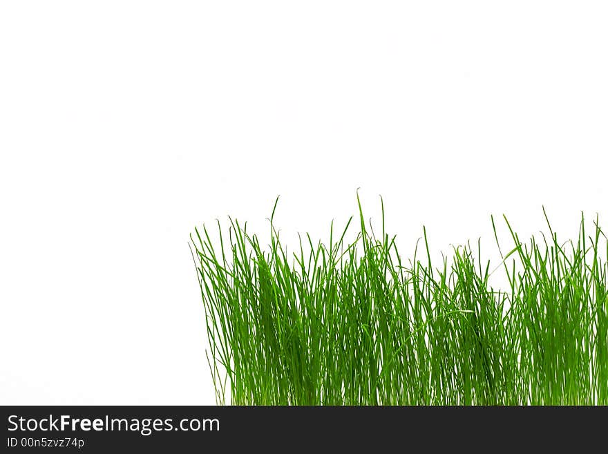 An image of green fresh grass