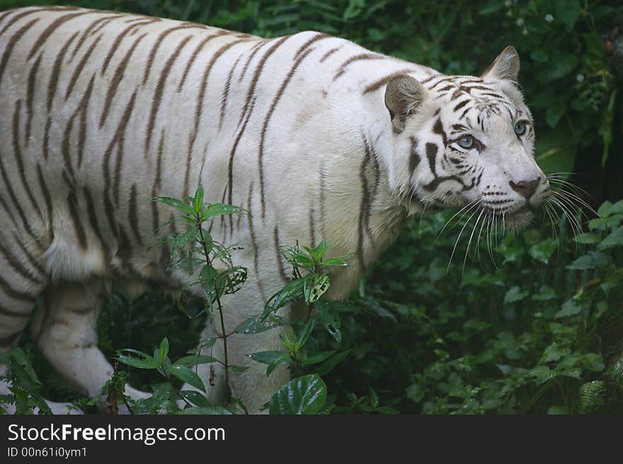 White Tiger