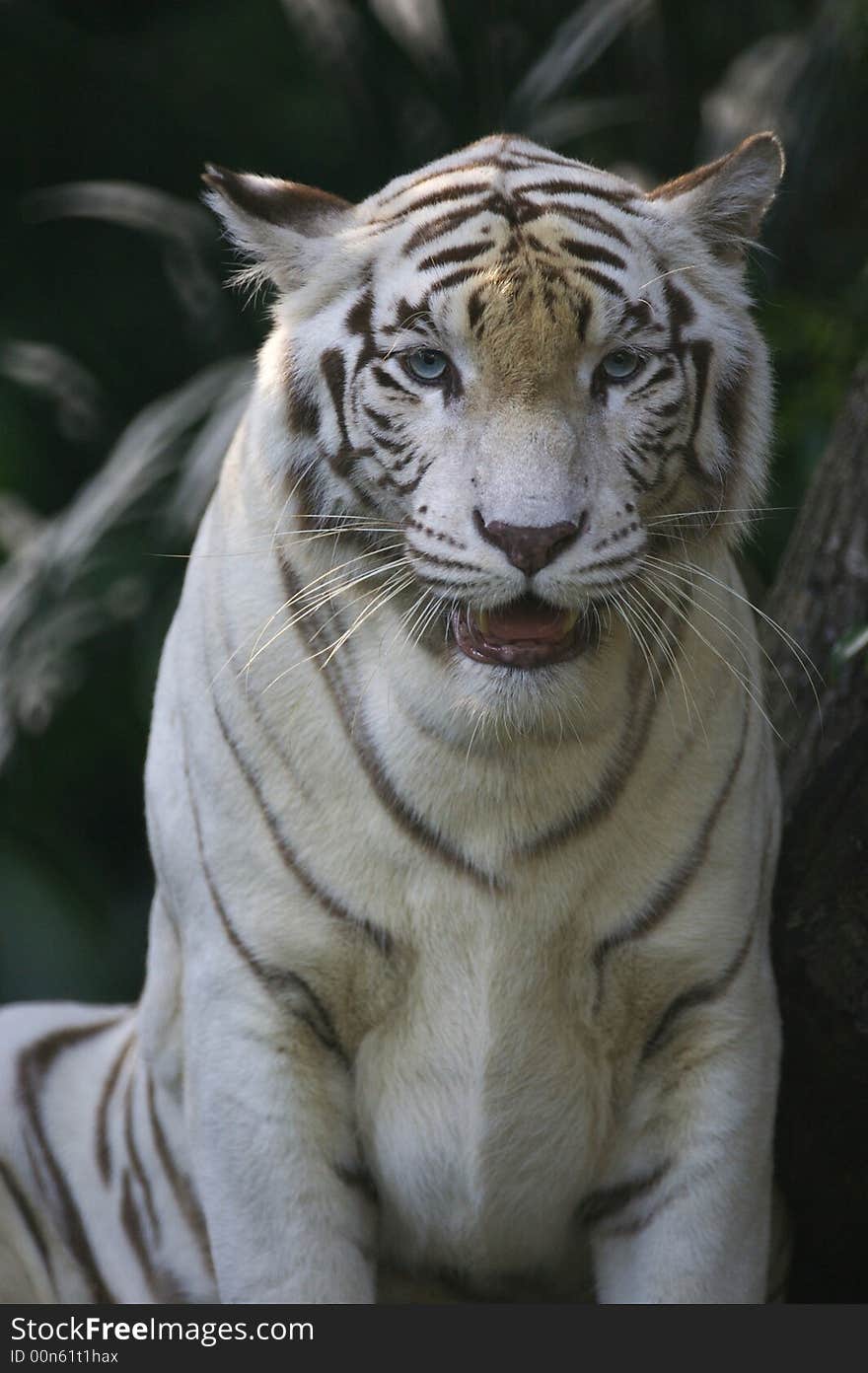 White Tiger