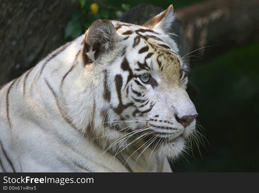 White Tiger